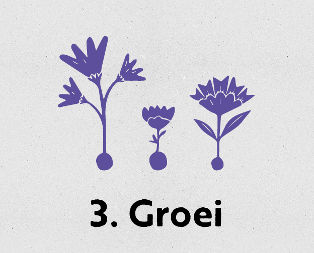 blokjes_624x504_blossombs3