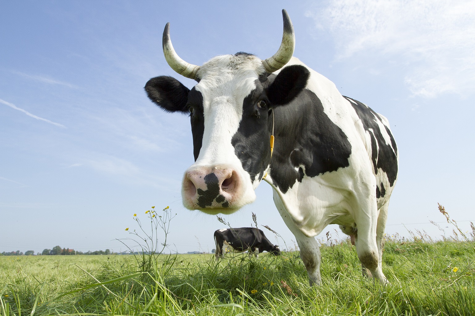 ekoplaza-biodynamisch-zuiverzuivel-demterkoemethoorns-1