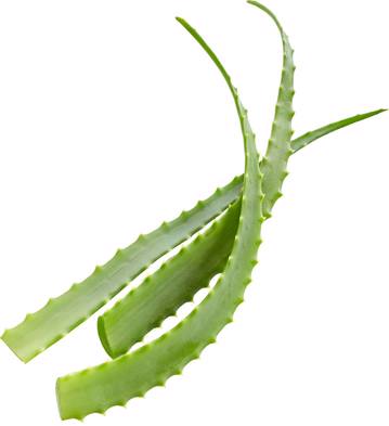 ekoplaza-biologisch-aloevera-zonnen