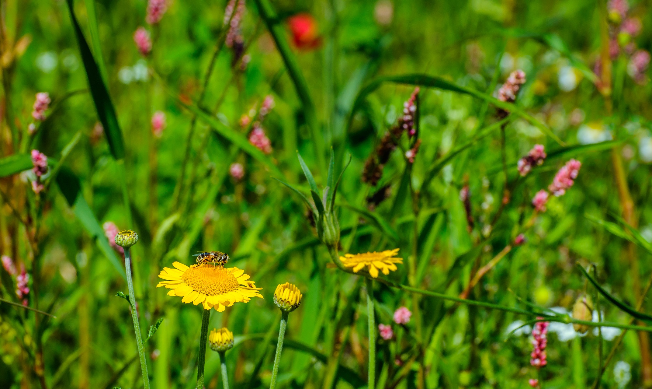 Uitstervende insecten: kom in actie en koop biologisch!
