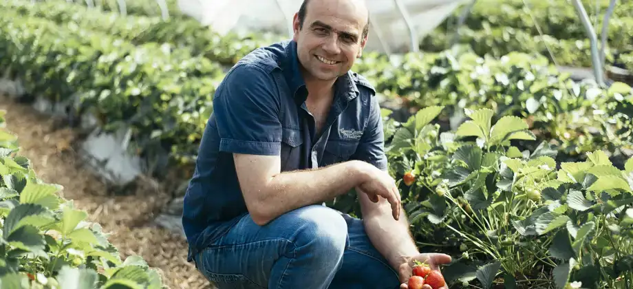 Teler Johan Tielen met biologische aardbeien in zijn hand op zijn bedrijf