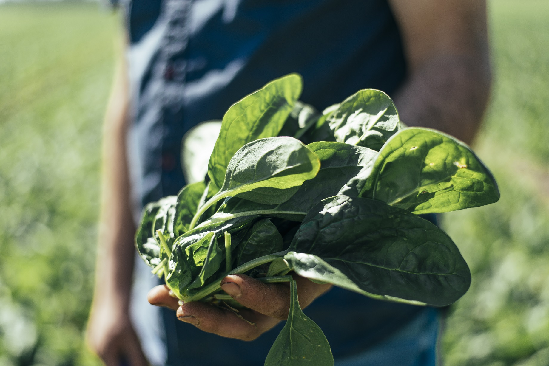 ekoplaza-biologisch-biobrothers-johantielen-spinazie-1