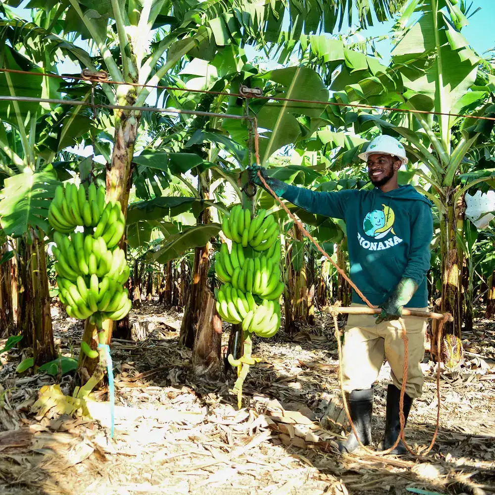 ekoplaza-biologisch-bionana-biorey-bananen-lekkerweten-zomer2023