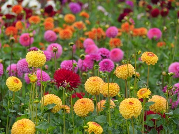 Lokale, verse en biologische dahlia's uit eigen tuin