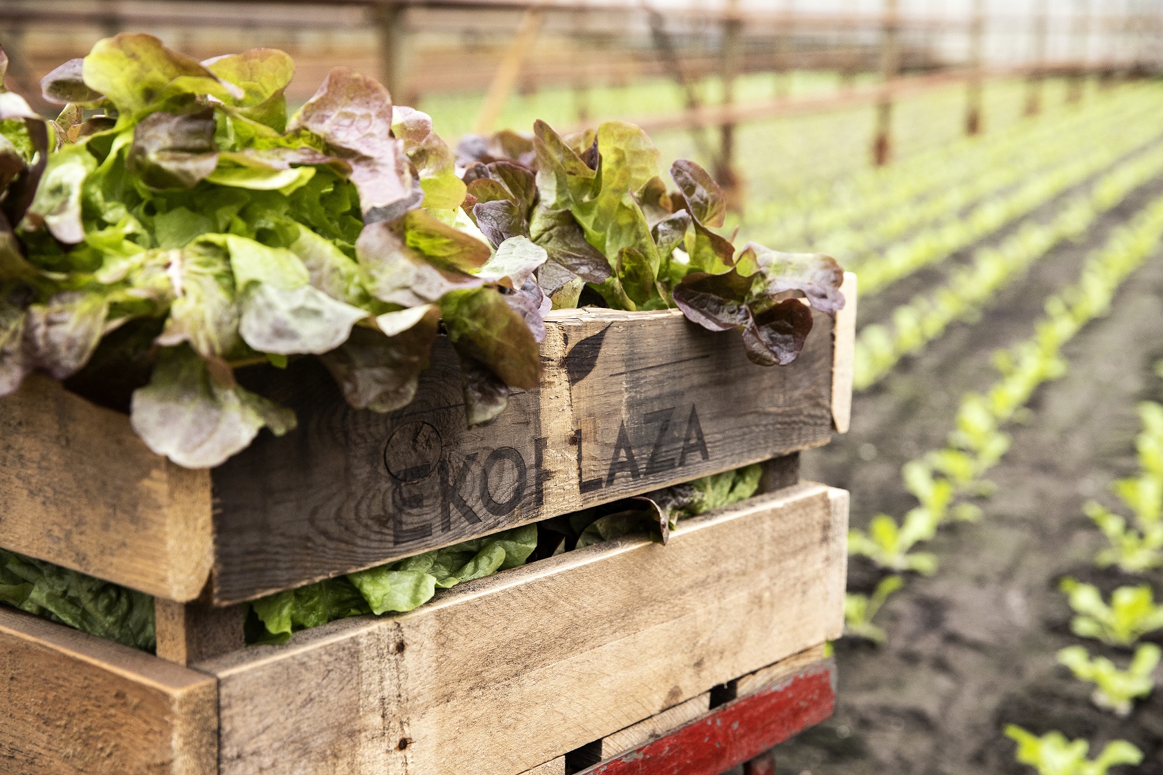 Op microniveau: biodiversiteit zit in de kern van onze gezondheid