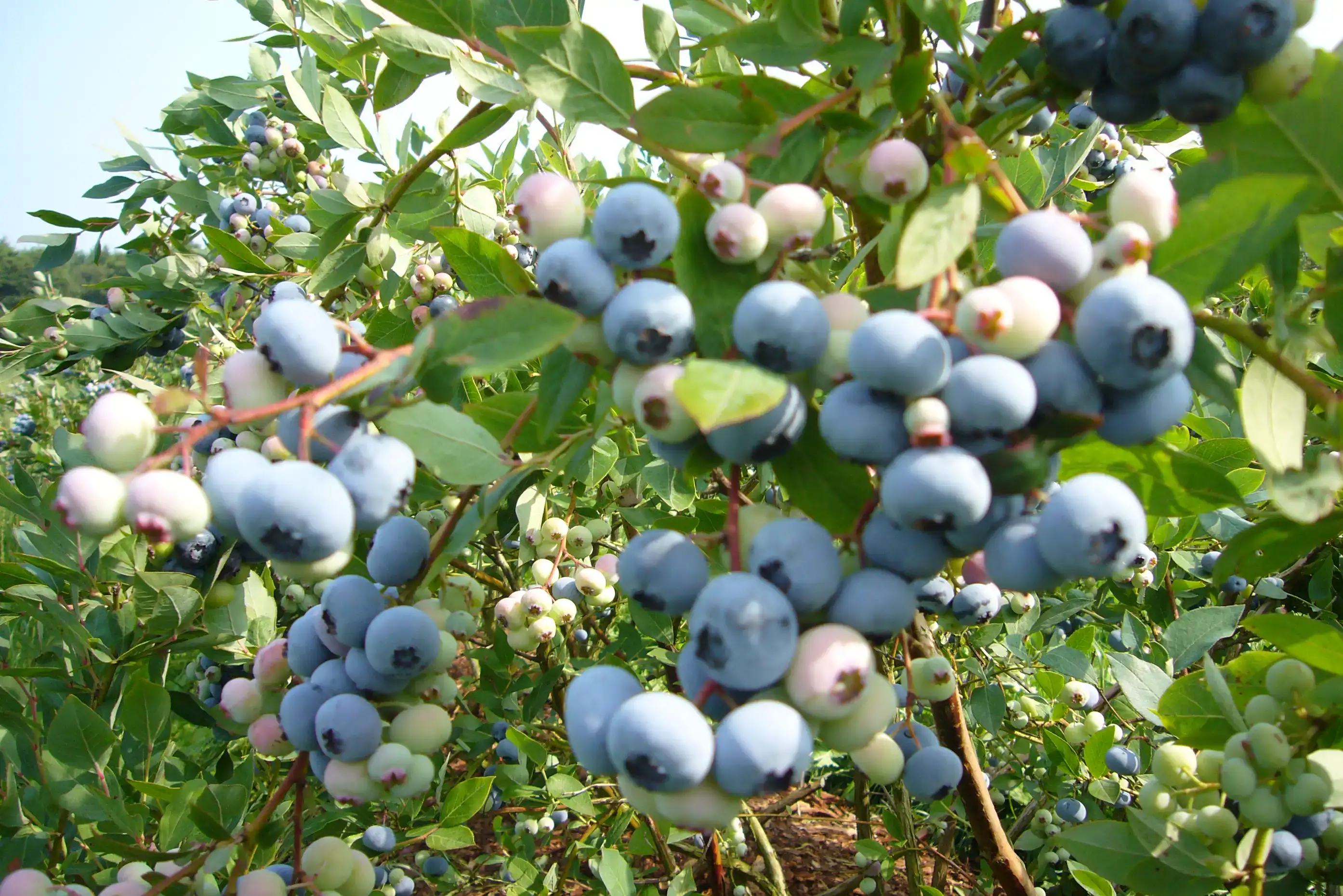 ekoplaza-biologisch-drentseaa-blauwebessen