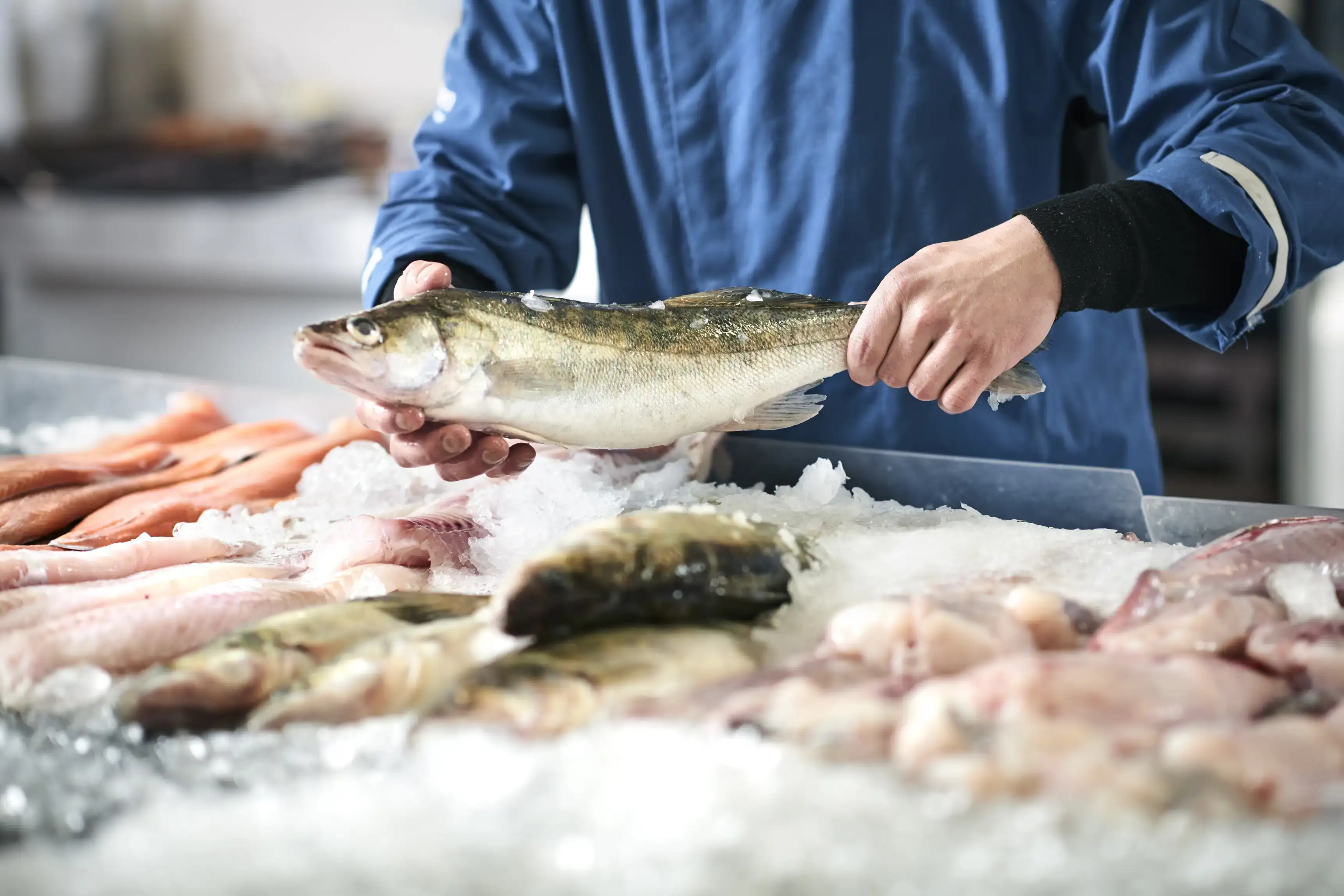 ekoplaza-biologisch-fishandmore-visopijs-1