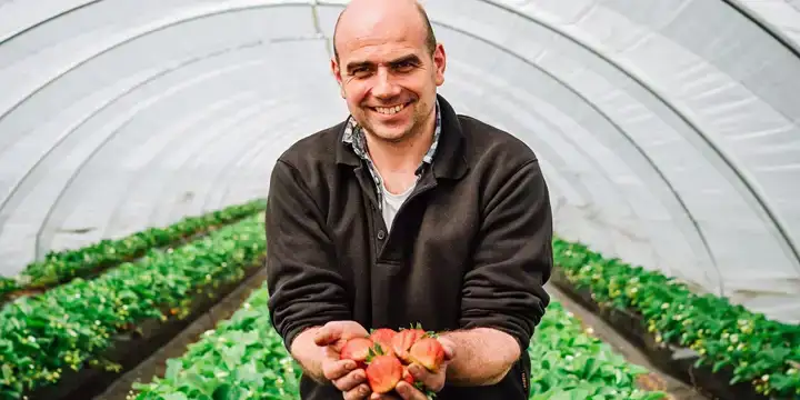 Teler Johan Tielen met biologische aardbeien in zijn hand op zijn bedrijf