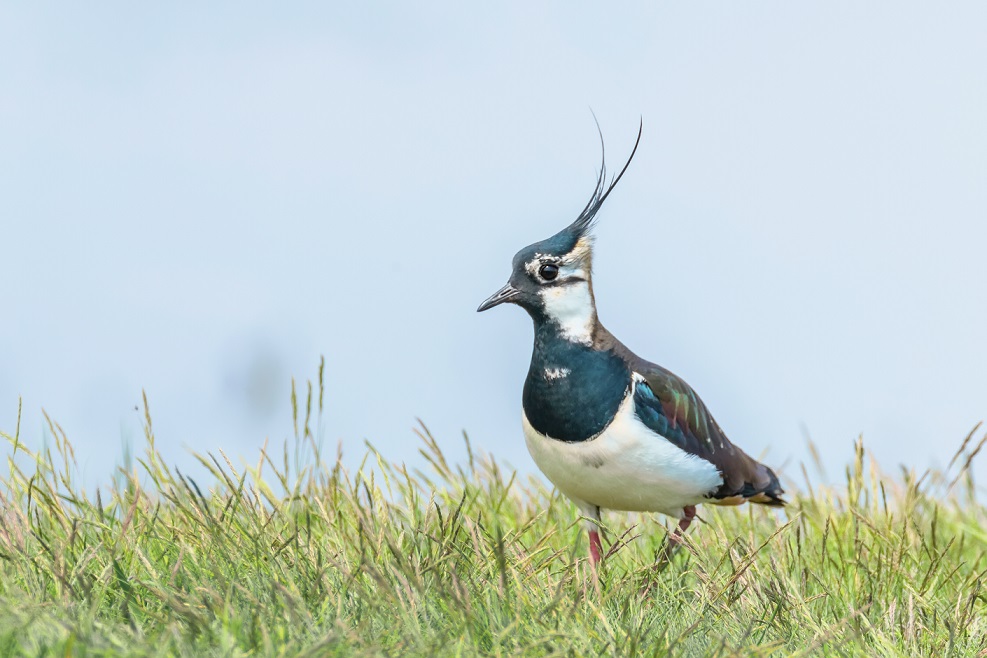 Ekoplaza loopt voorop met vogelvriendelijke zuivel