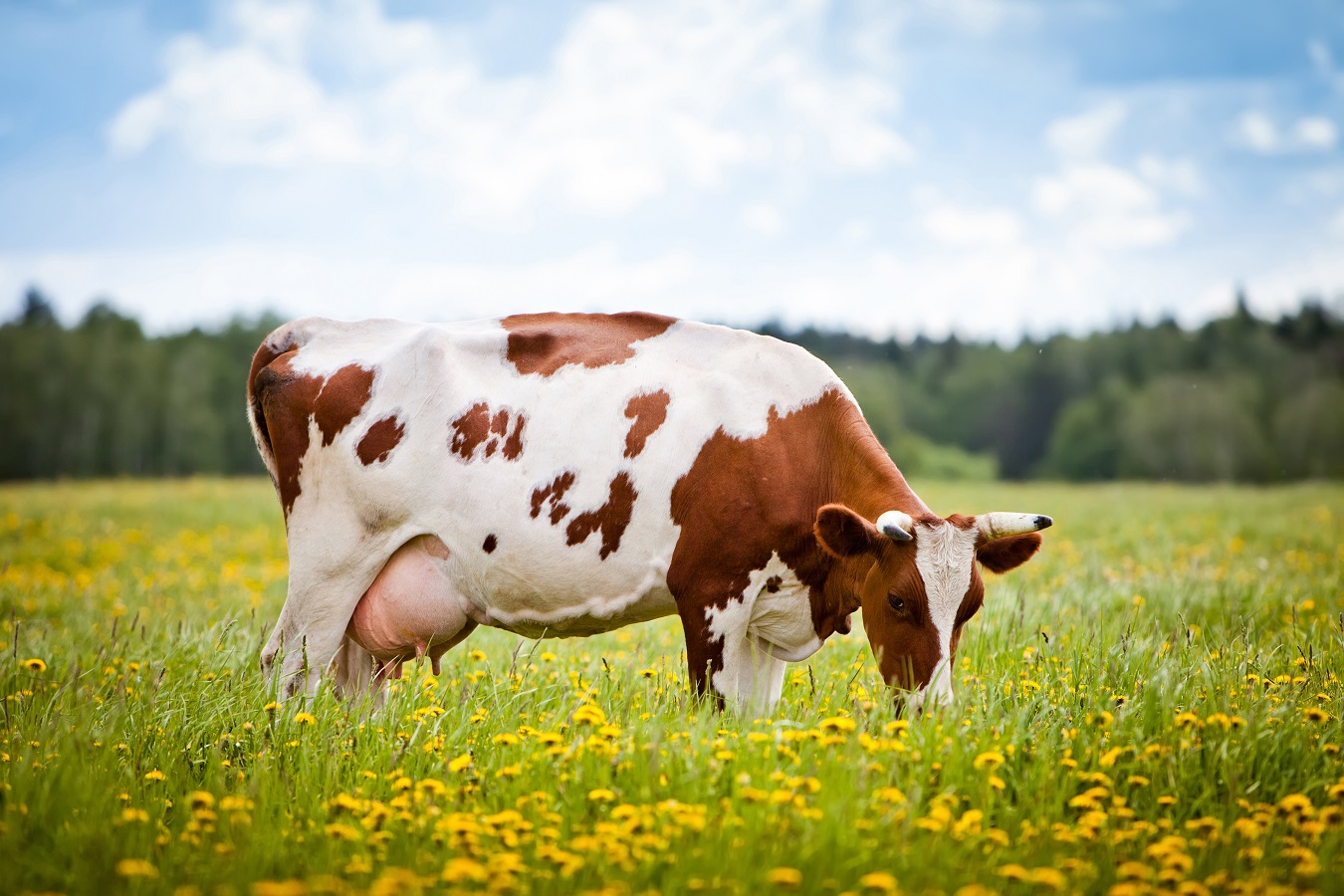 Fosfaatregeling schaadt biologische boeren onnodig