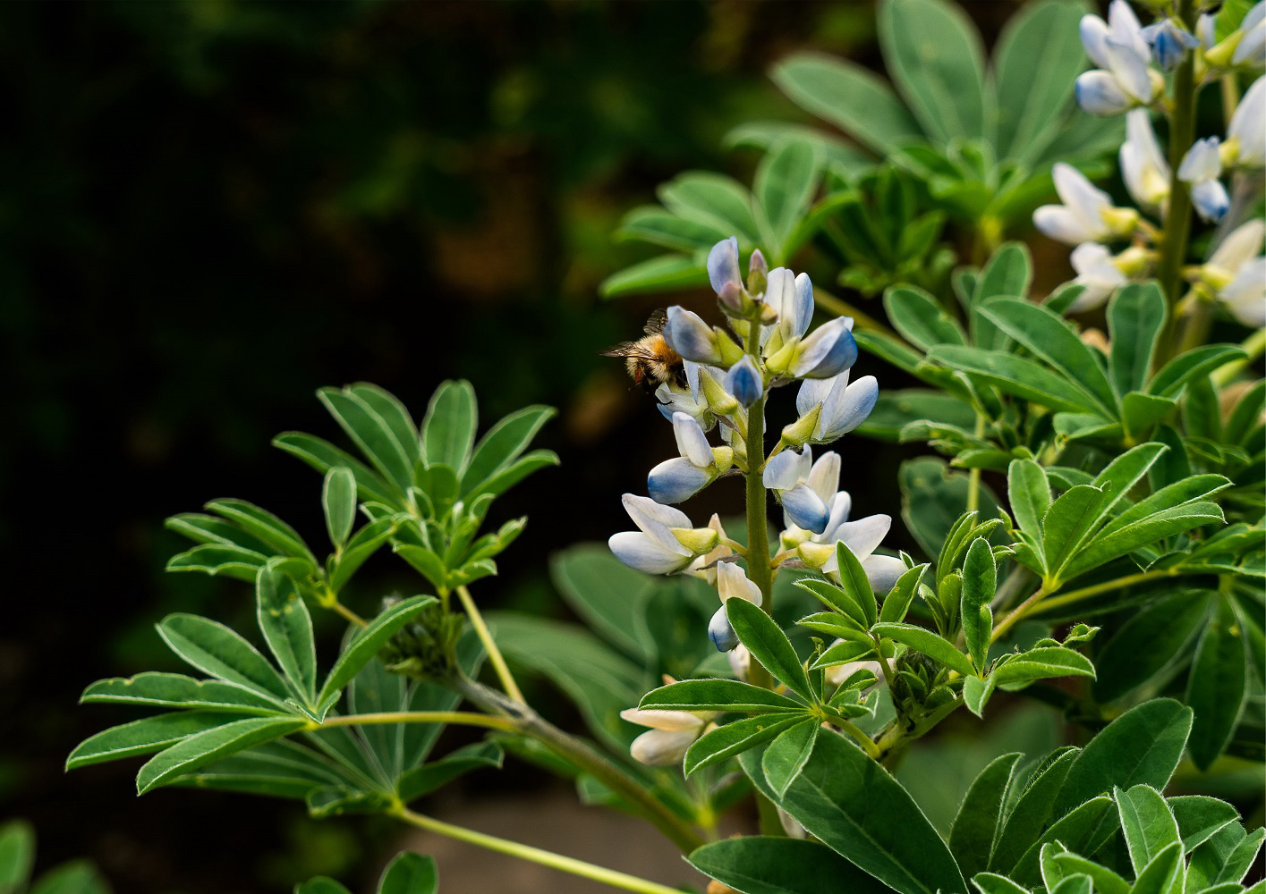 ekoplaza-biologisch-lekkerweten-winter2024-lupine-lupineplant