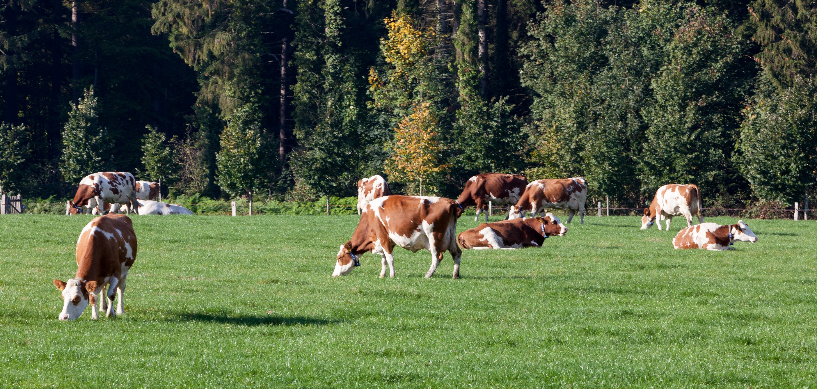 ekoplaza-biologisch-rauwpower-koeien-1