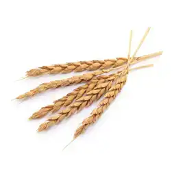 ekoplaza-biologisch-spelt-halm
