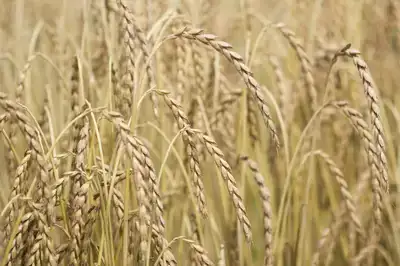 Speltproject zorgt voor lokale productie én meer vruchtwisseling