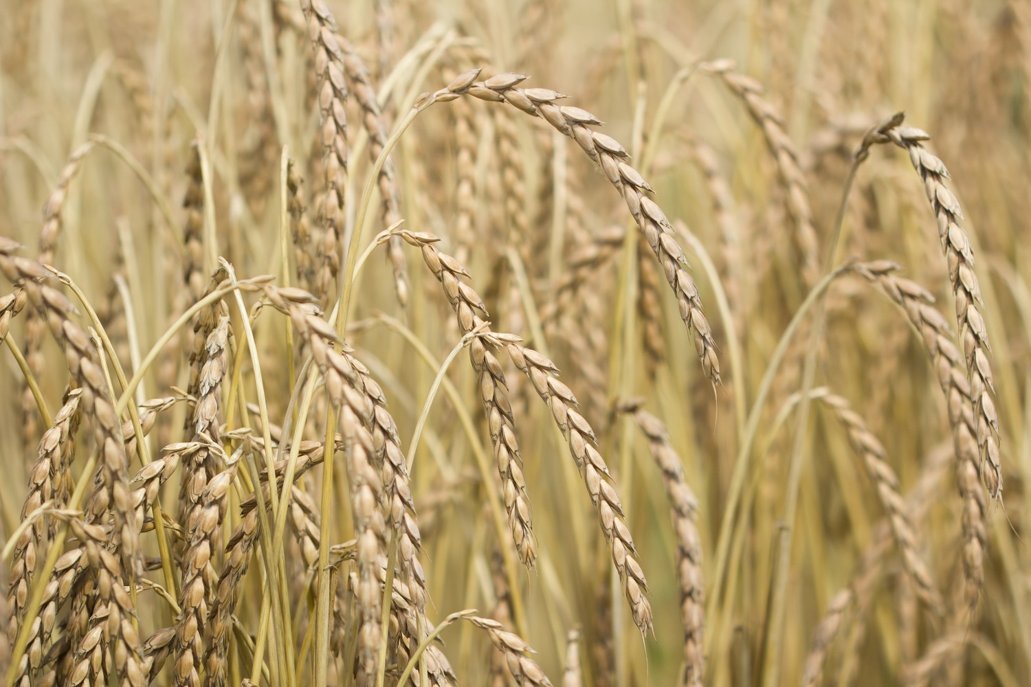 Speltproject zorgt voor lokale productie én meer vruchtwisseling