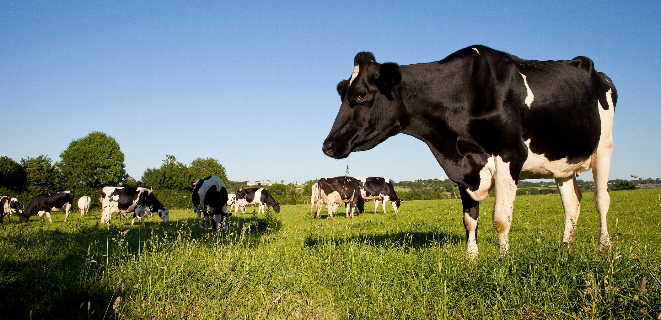 Stikstofcrisis? Biologische landbouw is onderdeel van de oplossing!