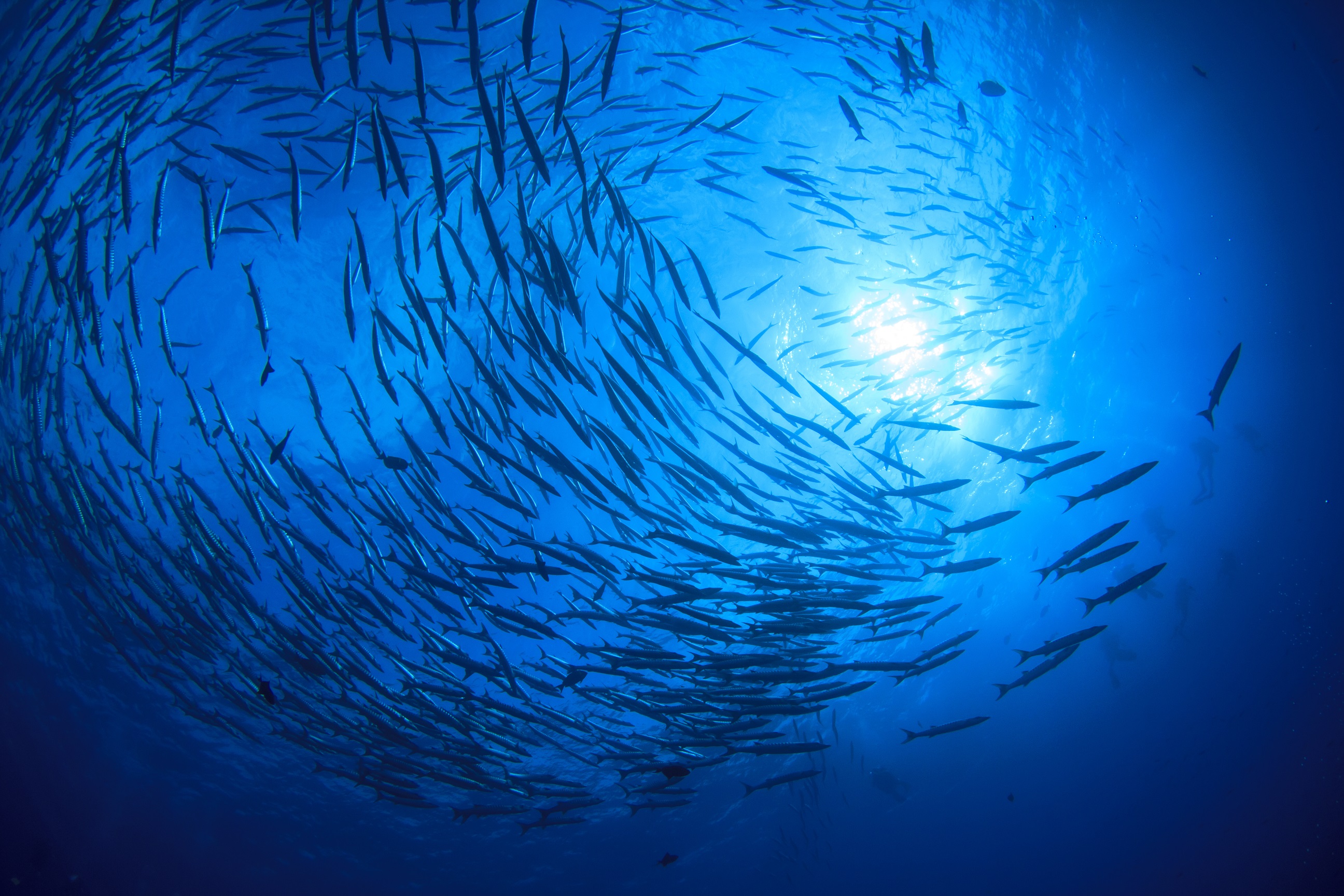 Ekoplaza legt samen met Good Fish de lat hoog voor vissenwelzijn