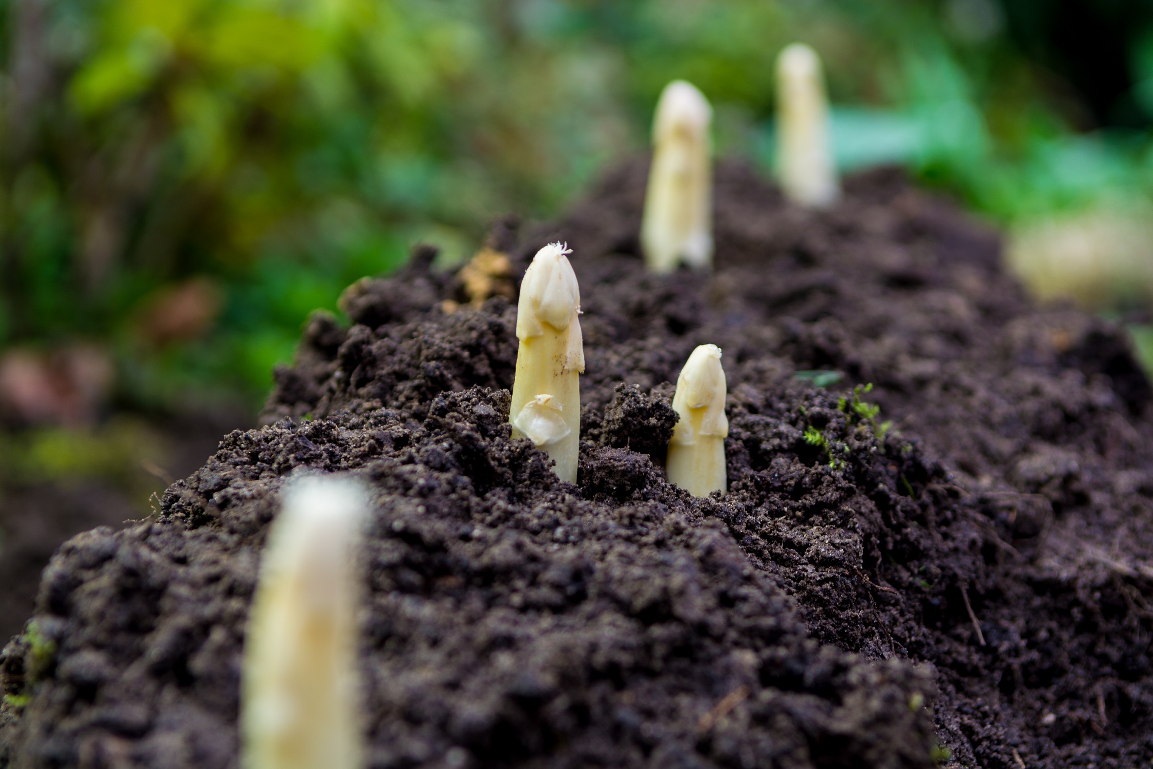 Boeren in omschakeling ondersteunen