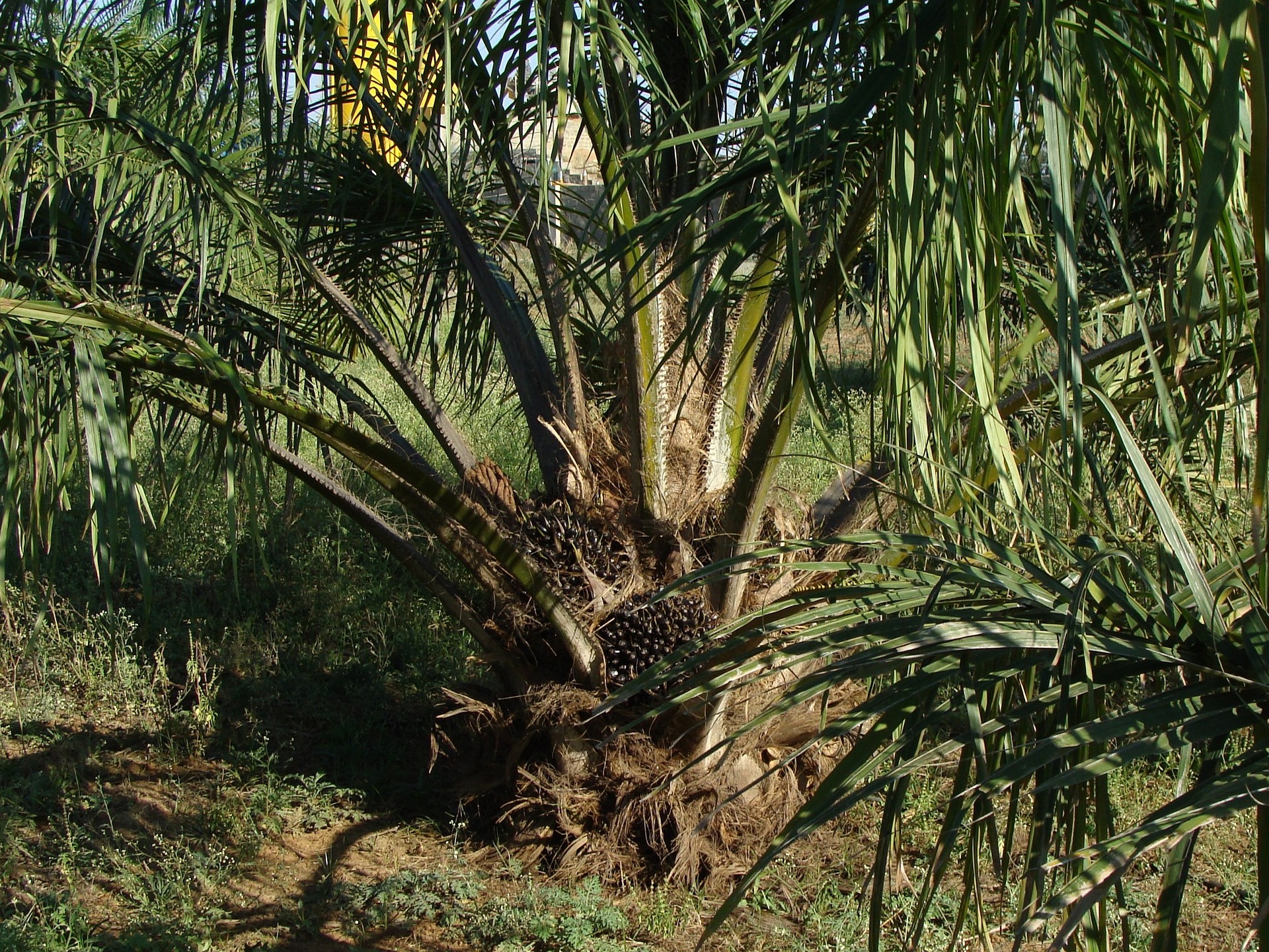 Transparantie bij de bron voor biologische palmolie