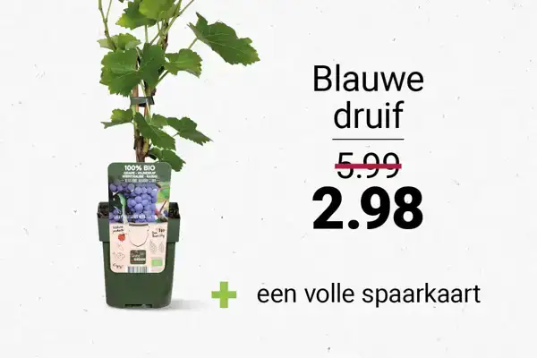 Blauwe druif