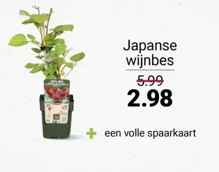 Japanse wijnbes