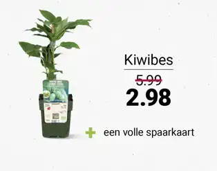 Kiwibes