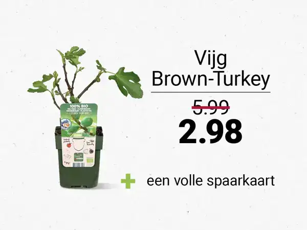 Vijg Brown-Turkey