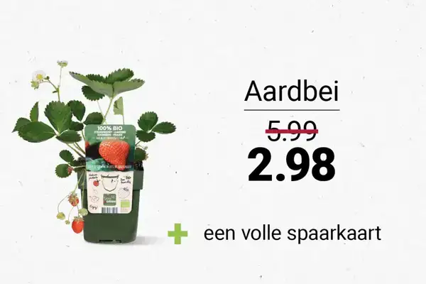 Aardbei
