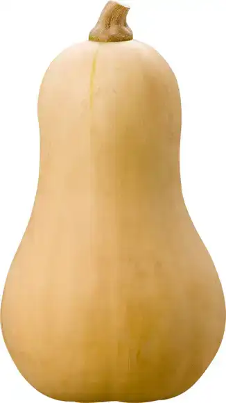 Butternut pompoen 1 stuks