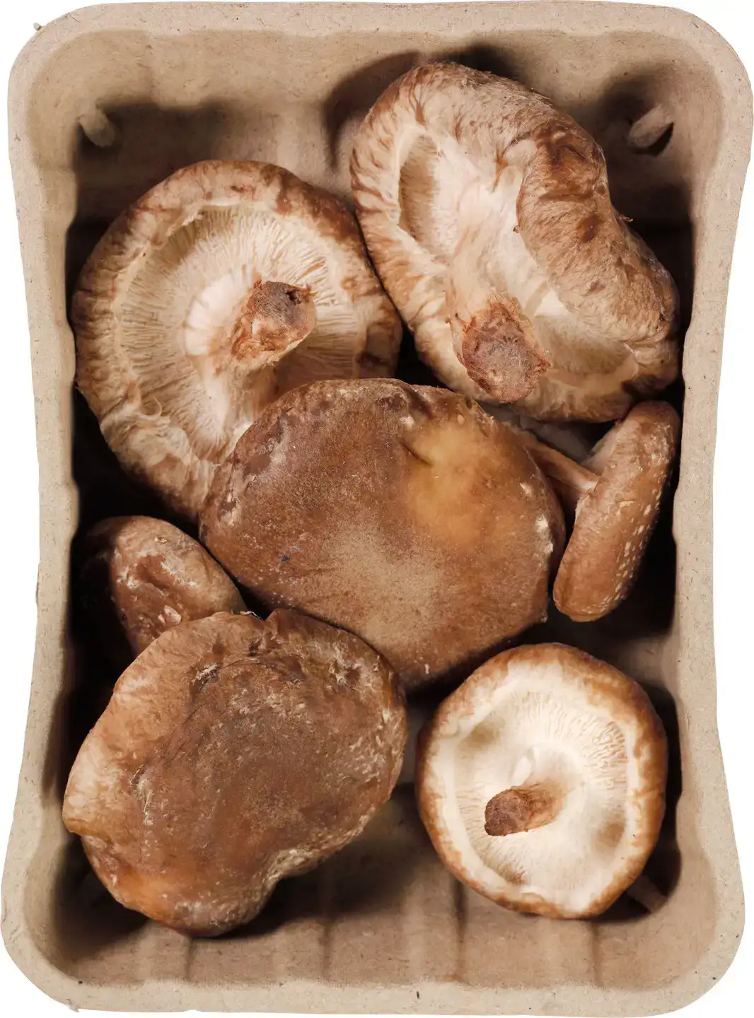 Shiitake