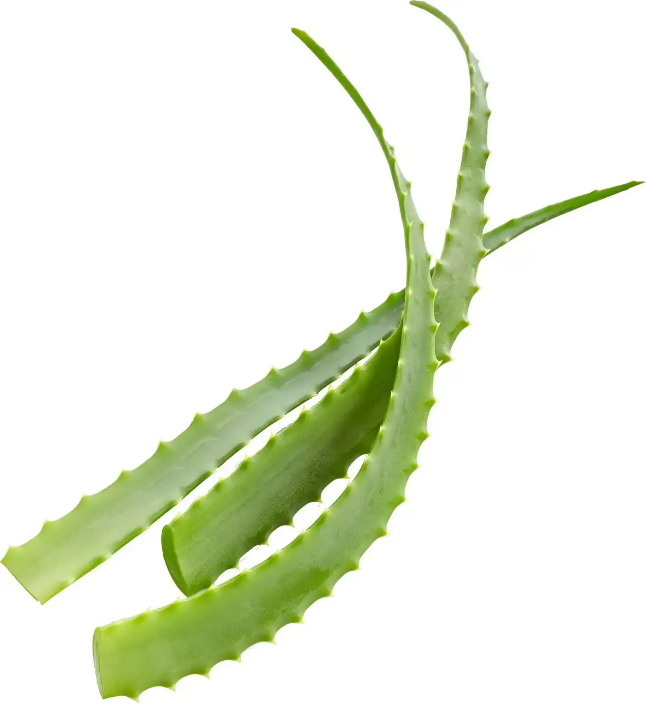 Aloë vera