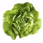 Kropsla