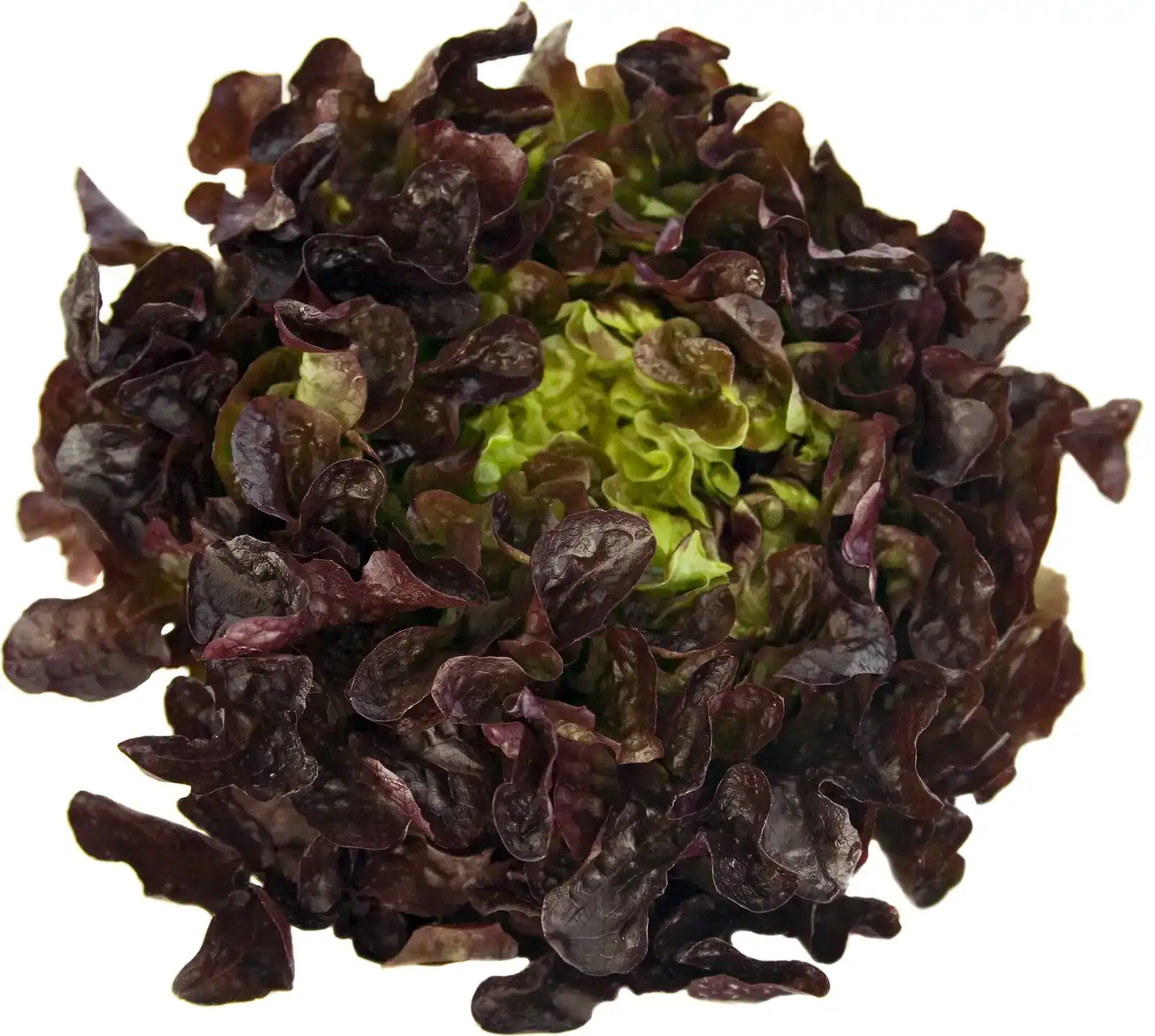 Eikenbladsla