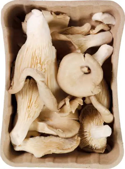 Oesterzwammen 150 g